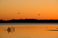 Birds at the Lake