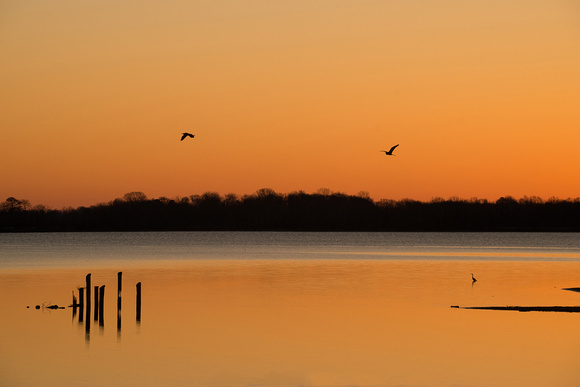 Birds at the Lake